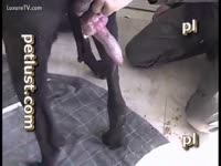He sucks big dick of a dog